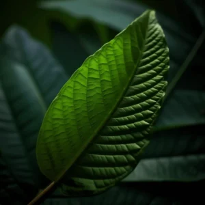 nejkvalitnejsi kratom